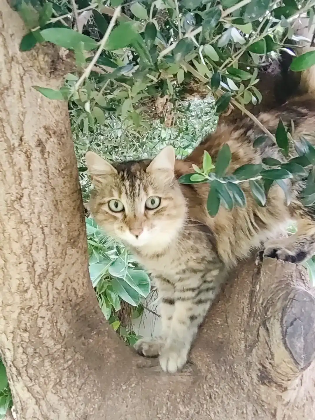 Adopta la Vicky | PROGAT Palamós i Sant Joan