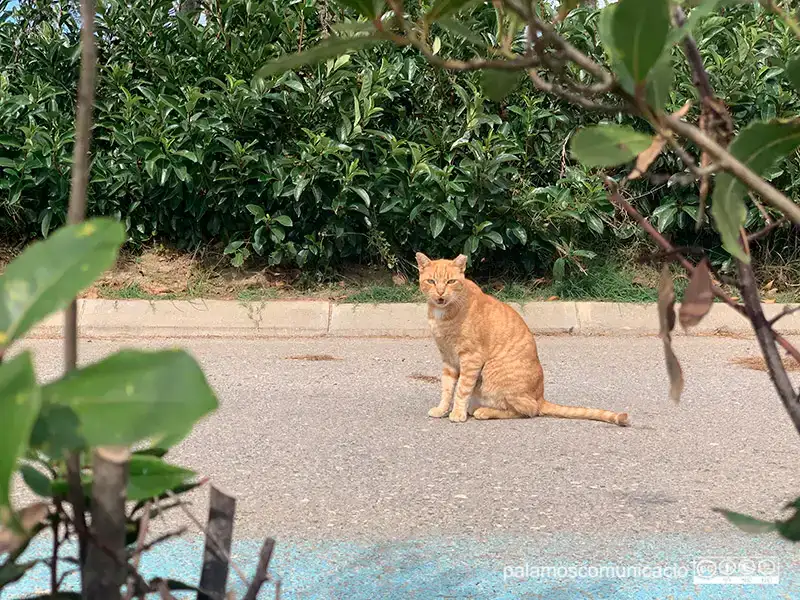 SANTUARI PER ALS GATS | PROGAT Palamós i Sant Joan
