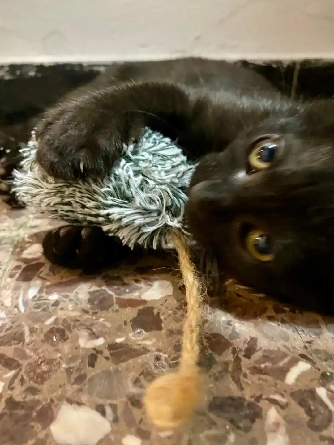 Adopció Gatet NICKIE | Progat Palamós i Sant joan