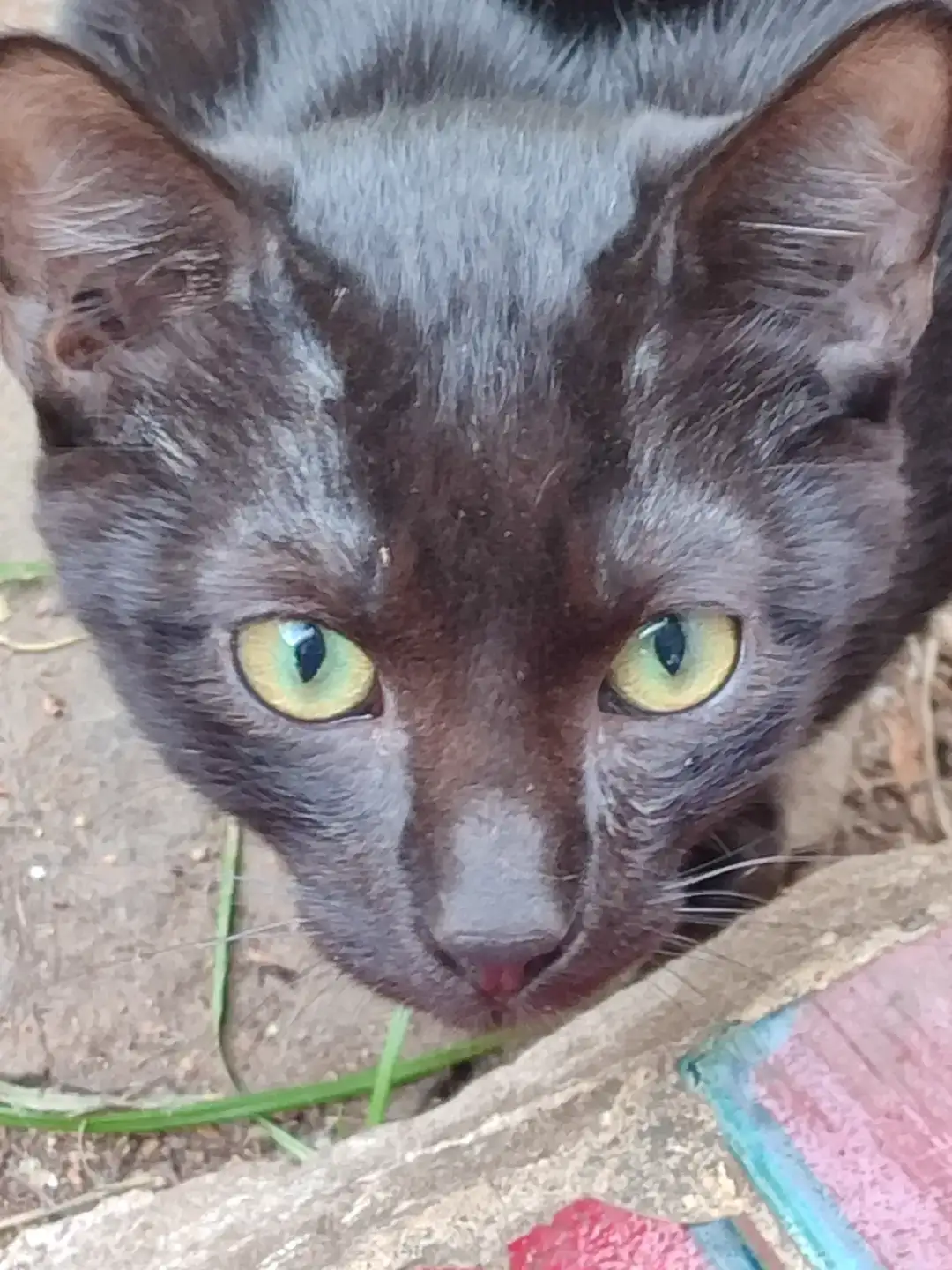 Adopció Gatet JEEP | Progat Palamós i Sant joan