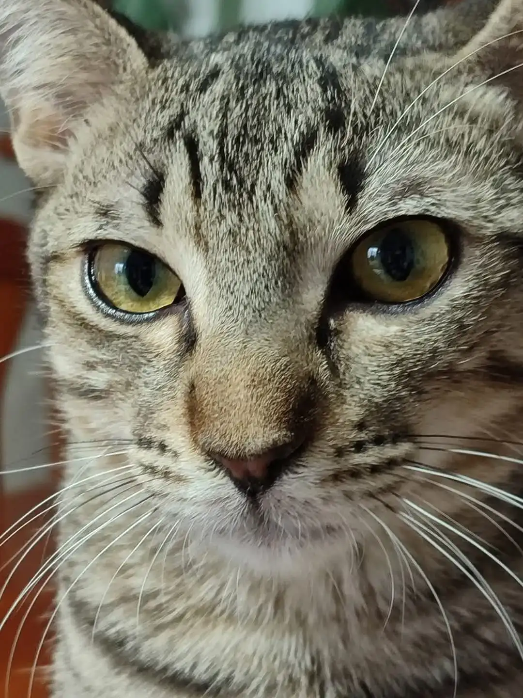 Adopta la Vicky | PROGAT Palamós i Sant Joan