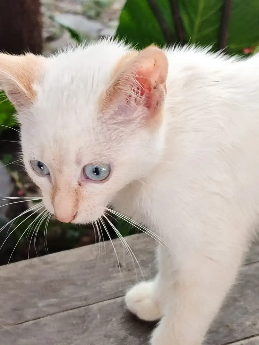 Adopció Gatet JEEP | Progat Palamós i Sant joan