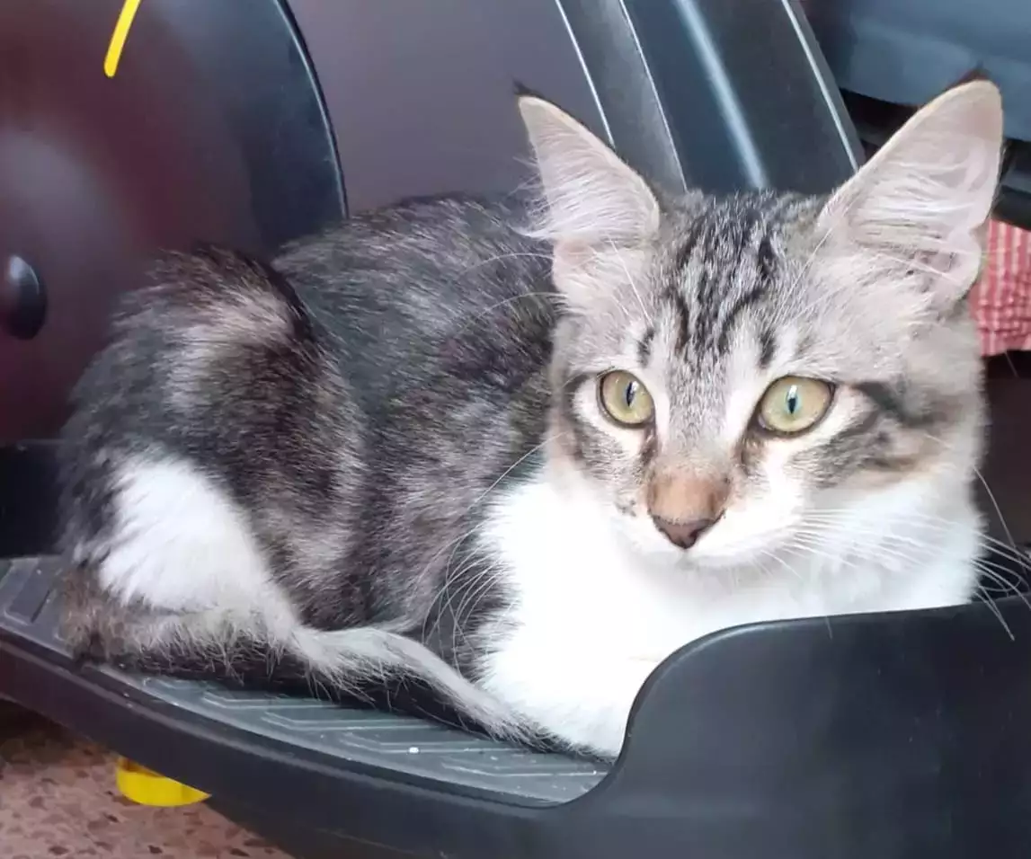 Adopta la Milka | PROGAT Palamós i Sant Joan