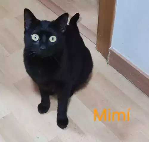 MIMI