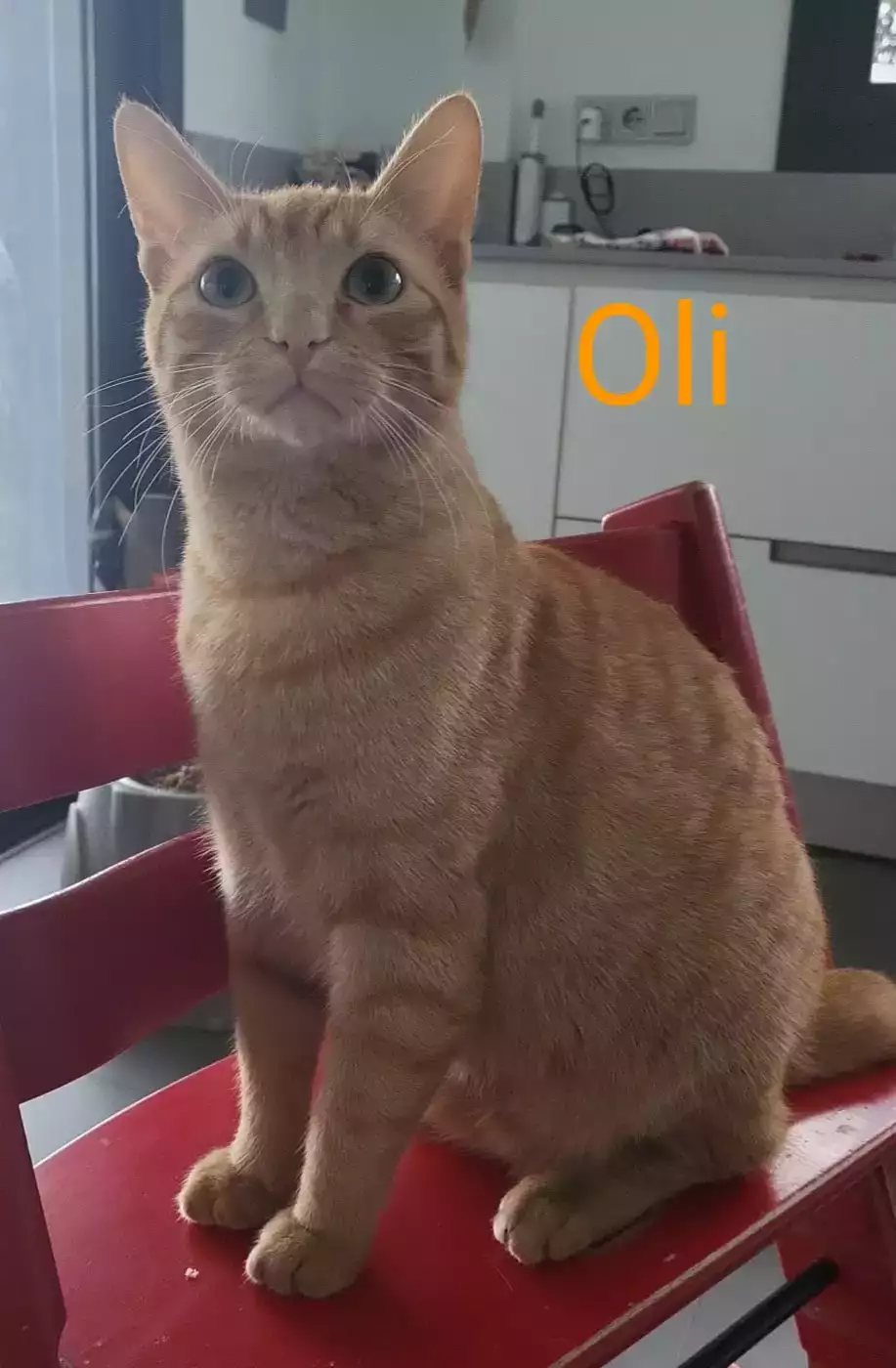 OLI