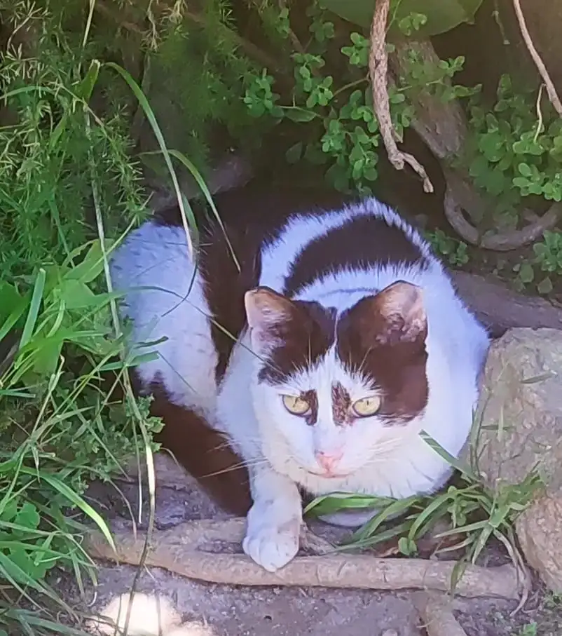 Adopta la Fuji PROGAT Palamós i Sant Joan