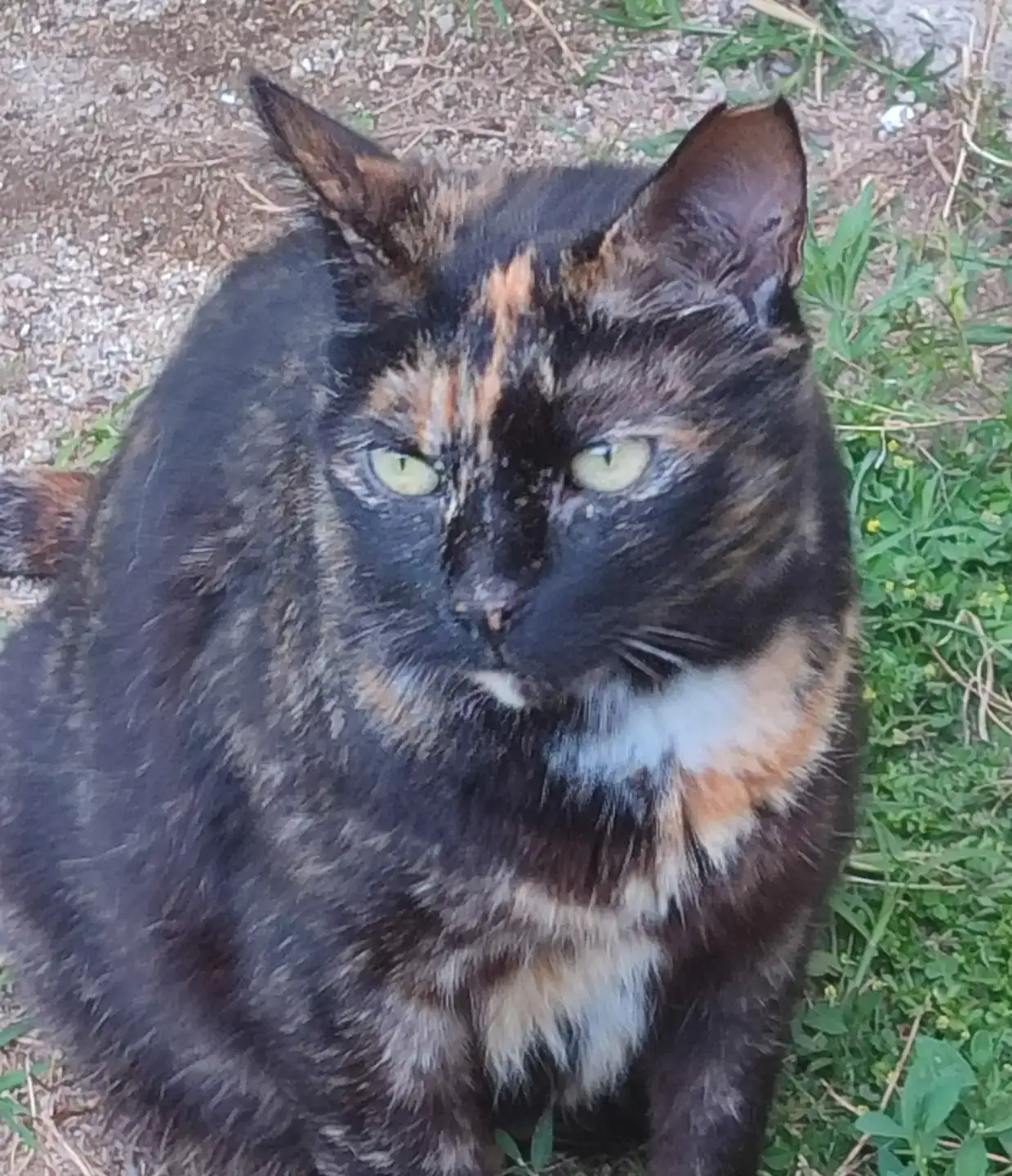 Adopta la Solei | PROGAT Palamós i Sant Joan