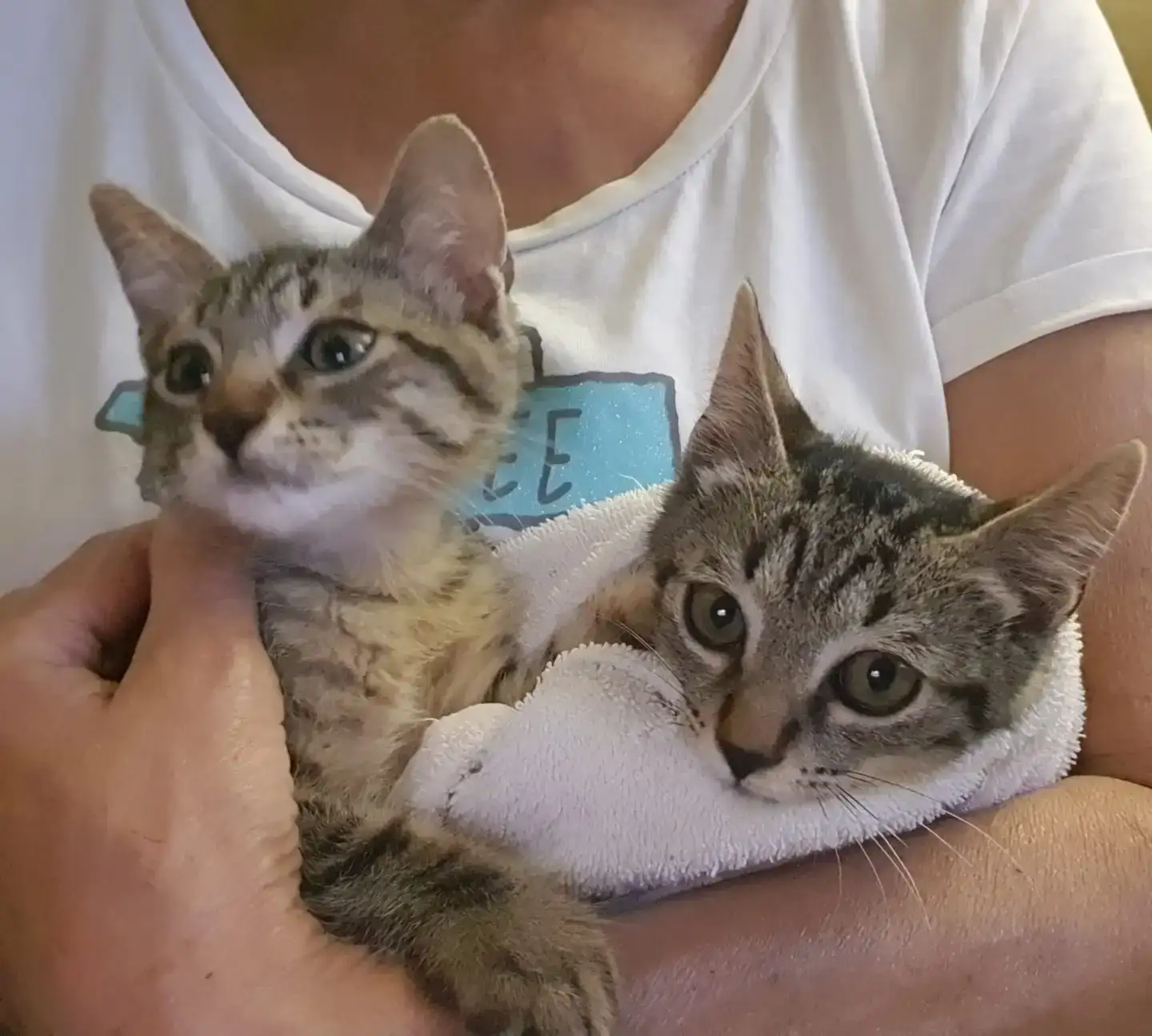 Adopta a en DAIKI i en TOSHI a PROGAT Palamós i Sant Joan