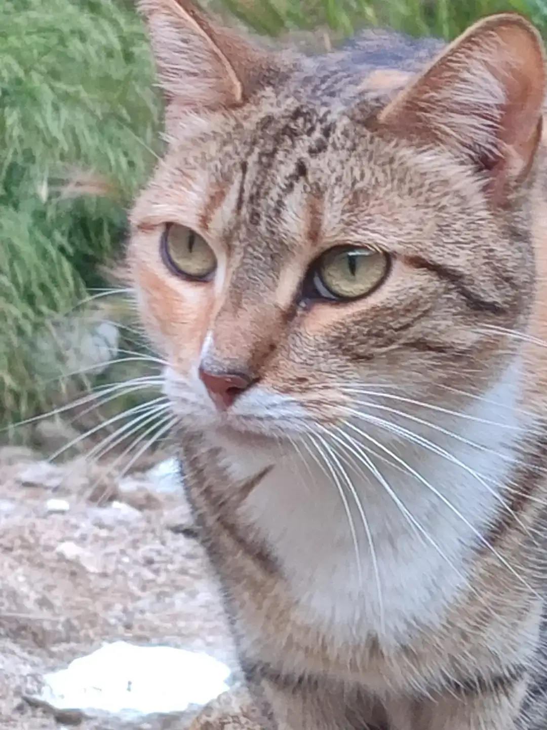 Adoptar Gata Dina | PROGAT Palamós y Sant Joan