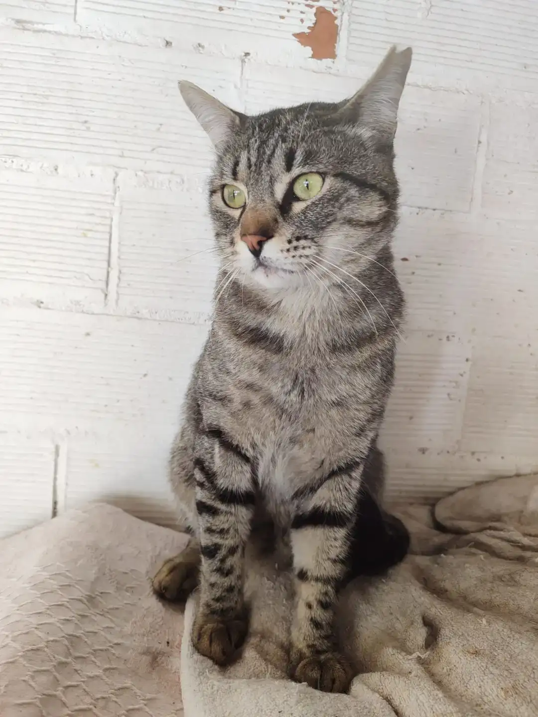 Adopta en Casimir| PROGAT Palamós i Sant Joan