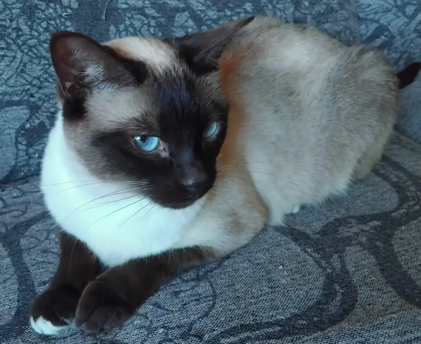 Adopta la NIE de| PROGAT Palamós i Sant Joan