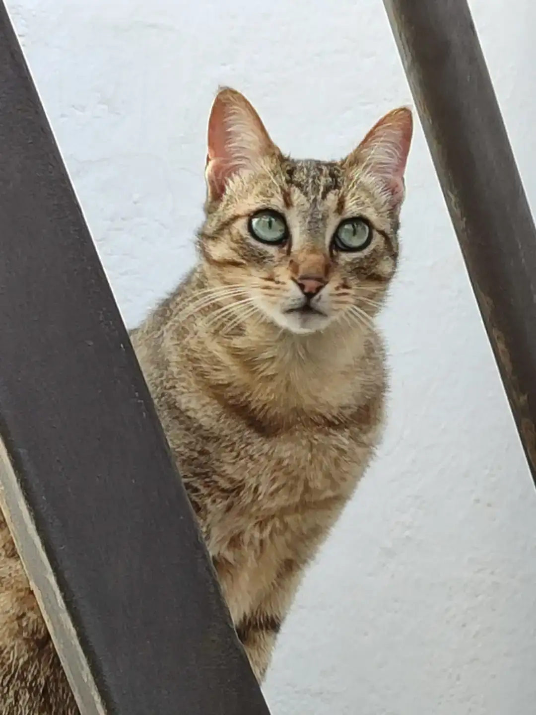BELLA. PROGAT Palamós i Sant Joan