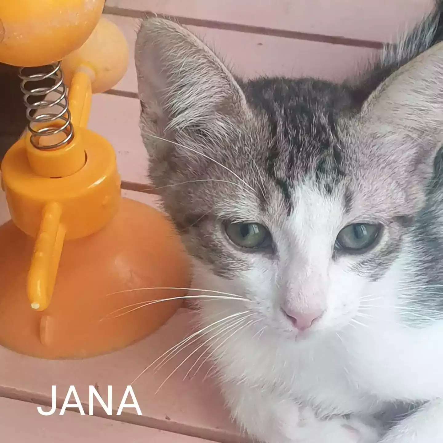 Adopció Gata JANA | Progat Palamós i Sant joan