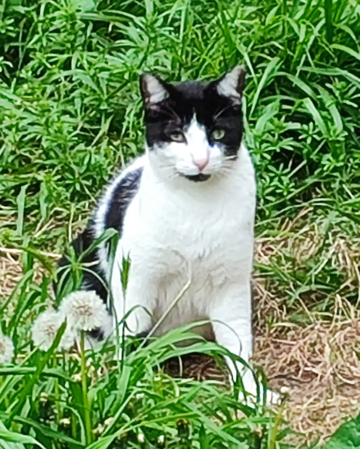 Adoptar Gatet JHONY | PROGAT Palamós i Sant Joan