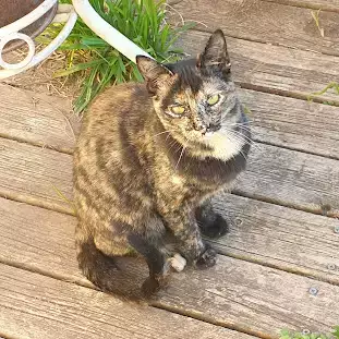 Adopció Gata Miranda | Progat Palamós i S.Joan