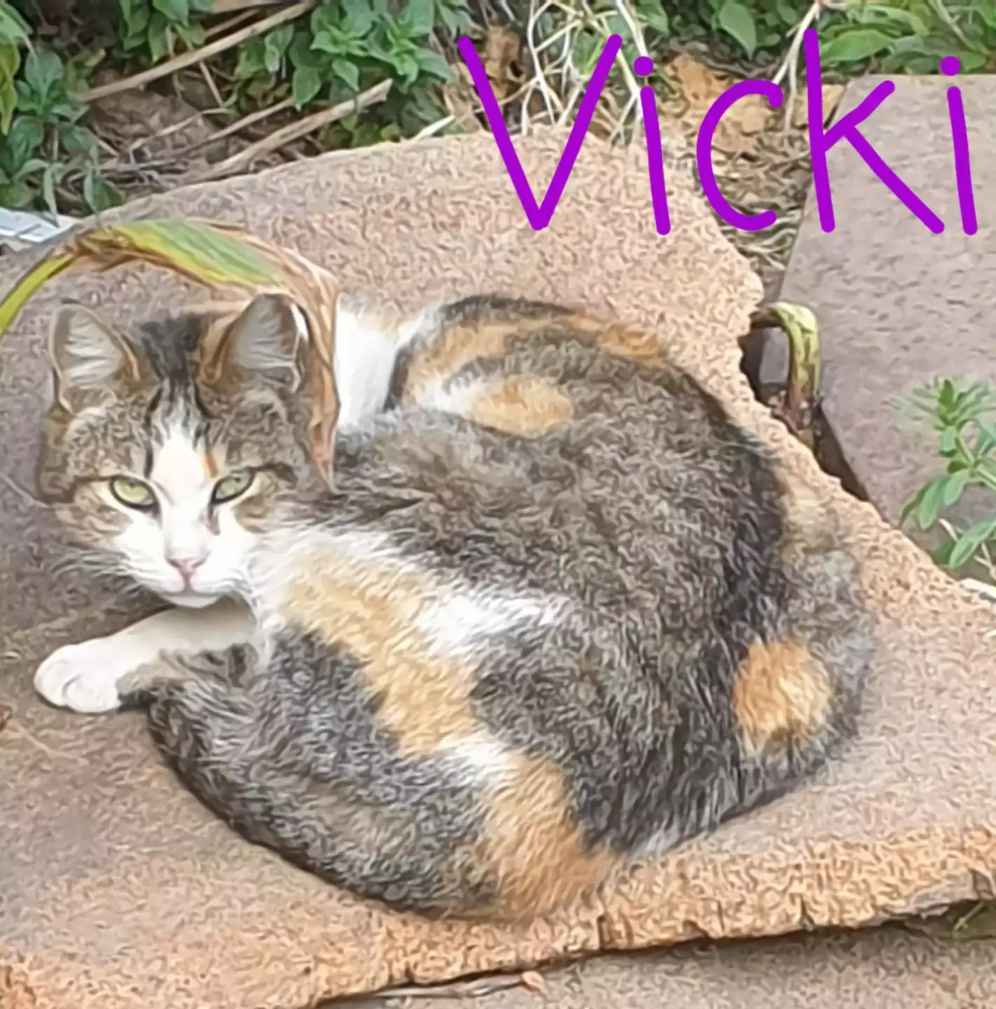 Adopta la Vicky | PROGAT Palamós i Sant Joan