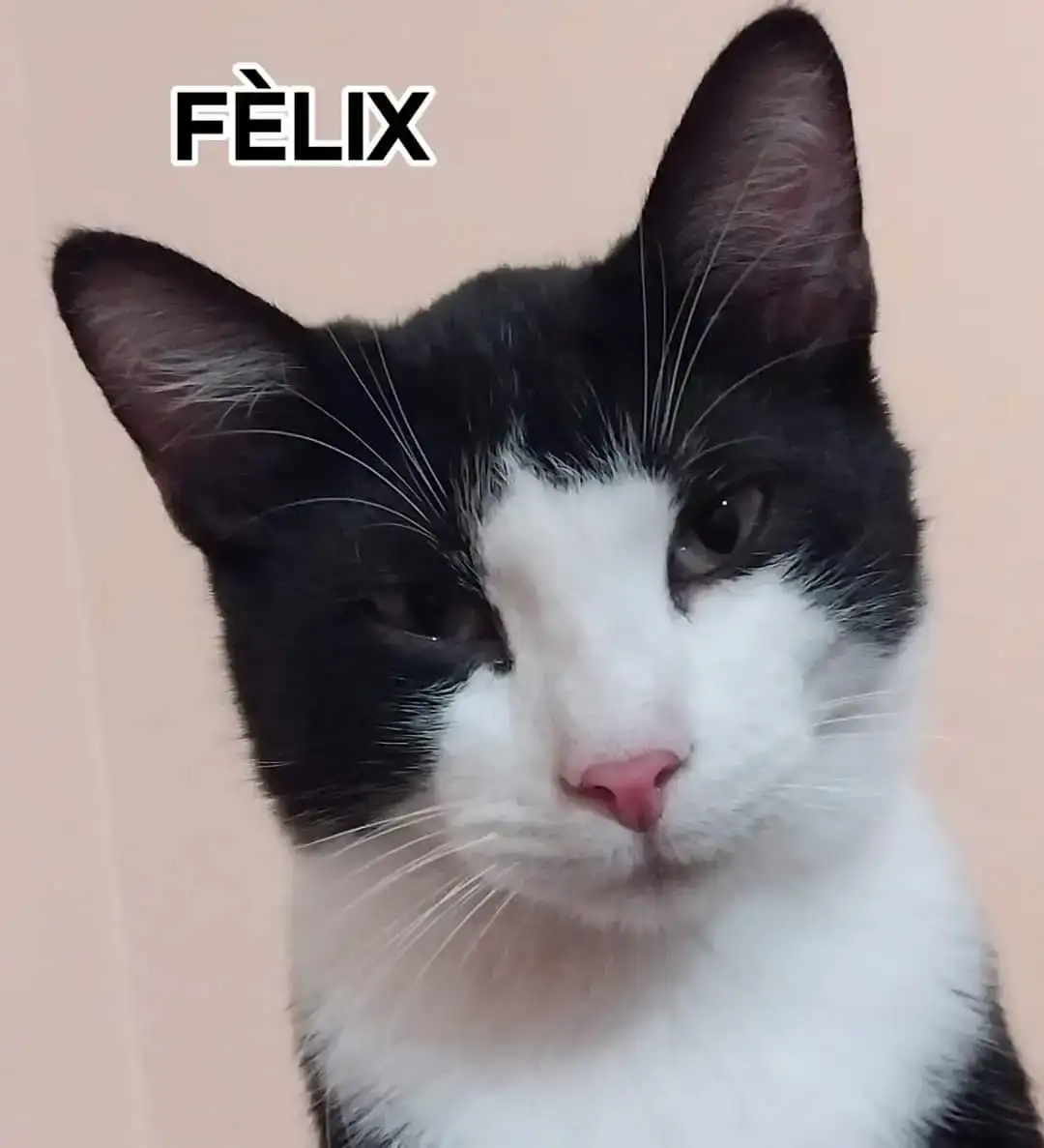 FELIX