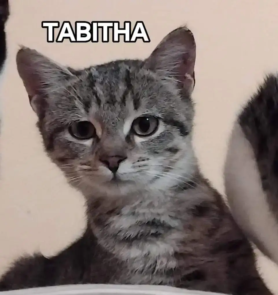 Tabitha