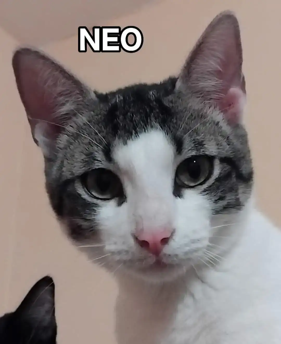 Neo