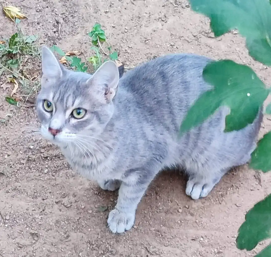 Adopció Gatet JEEP | Progat Palamós i Sant joan