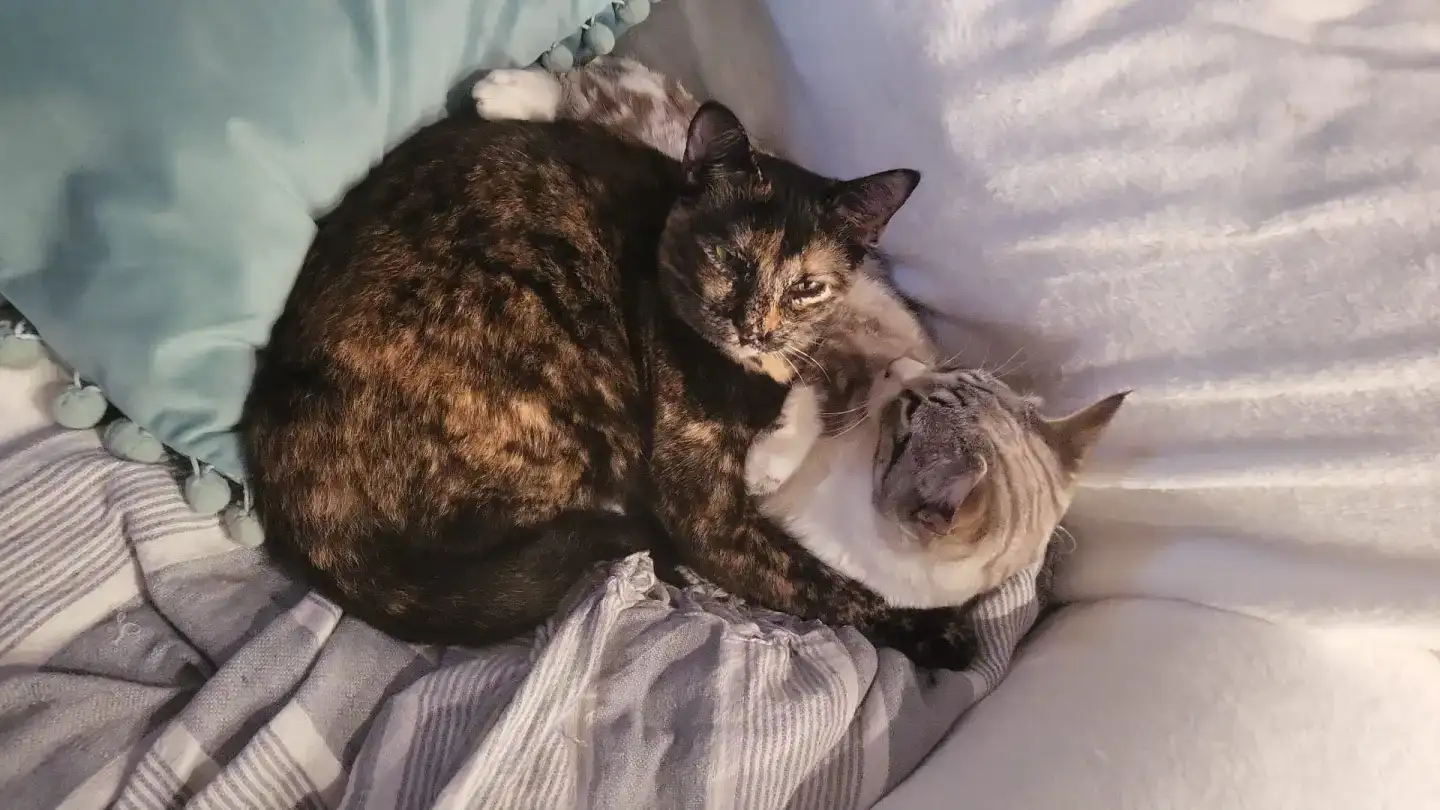 Historia Adopció gat CASPER | PROGAT Palamos i Sant Joan