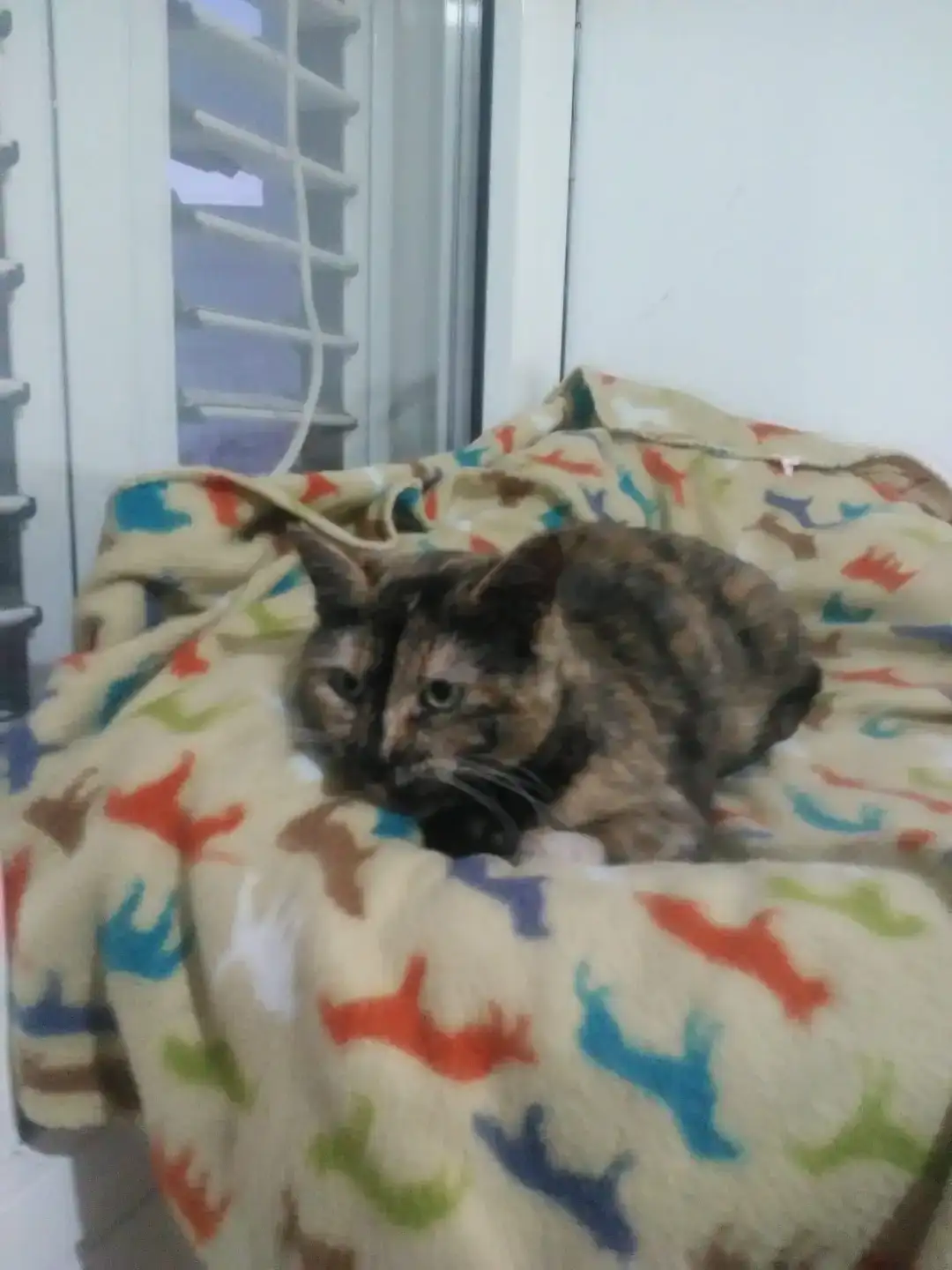 Historia Adopció gat CASPER | PROGAT Palamos i Sant Joan