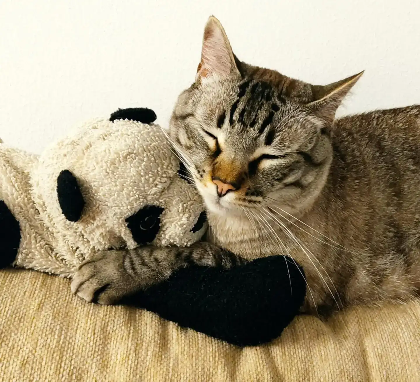 Historia Adopció gat CASPER | PROGAT Palamos i Sant Joan