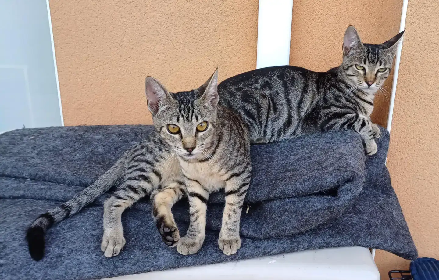 Historia Adopció gat CASPER | PROGAT Palamos i Sant Joan