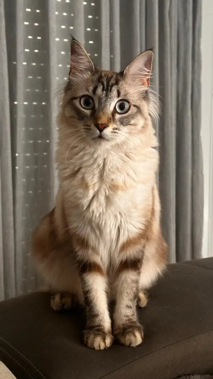 Historia Adopció gat CASPER | PROGAT Palamos i Sant Joan