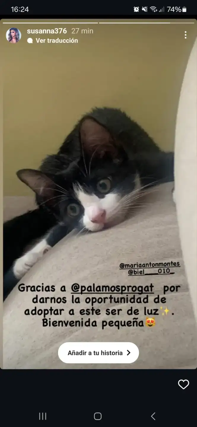 Historia Adopció gat CASPER | PROGAT Palamos i Sant Joan