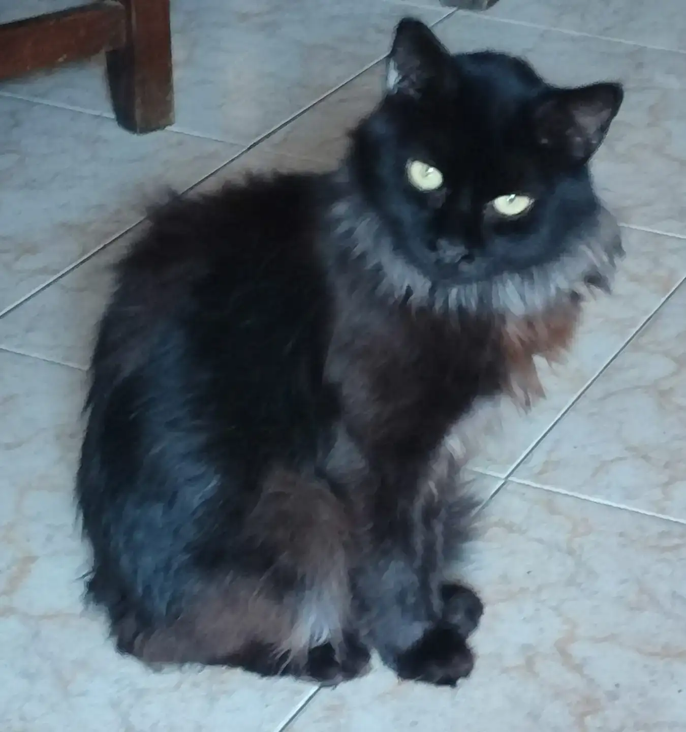 Adopció Gatet JEEP | Progat Palamós i Sant joan