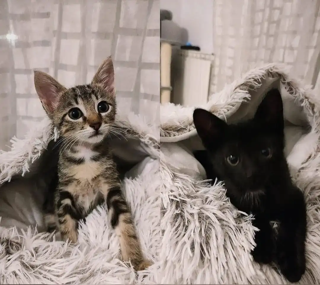 Historia Adopció gat CASPER | PROGAT Palamos i Sant Joan