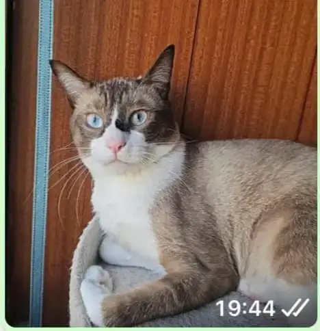 Historia Adopció gat CASPER | PROGAT Palamos i Sant Joan